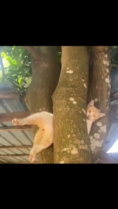 video kucing mengeong