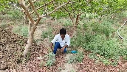 Guava's orchard changed life