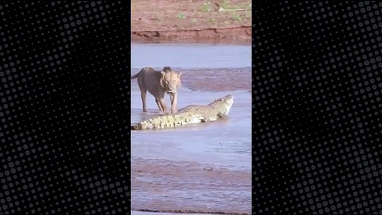 Timsah ve aslan suda karşı karşıya geldi! Doğanın iki kabadayısının kavgası