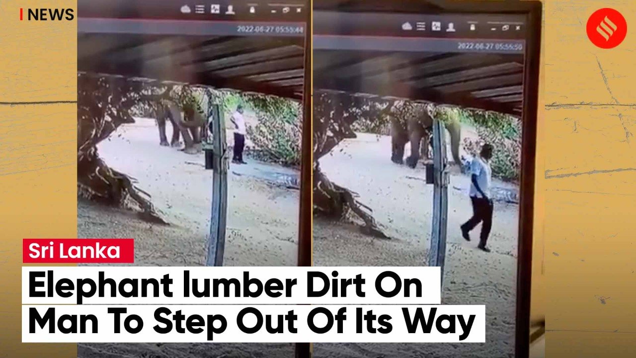Elephant Prompts Man To Step Out Of Its Way By Kicking Up Dirt Towards Him