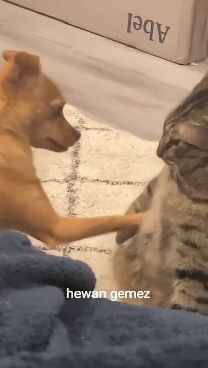 Funny cats and Dogs..Kucing kena mental