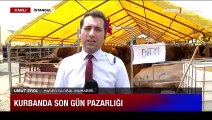 Taze bitti! Kurban alımını son güne bırakanlara kötü haber