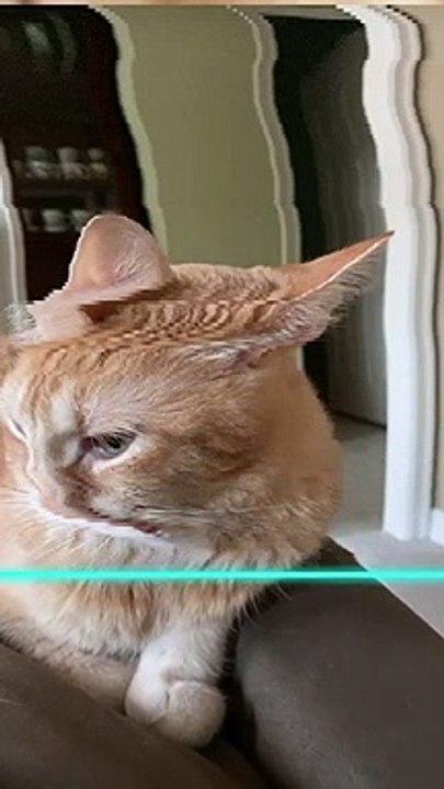 Cute and Funny Cat Videos