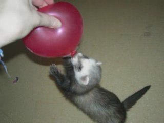 furet "chocolat"