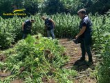 Piantagione di cannabis nel Napoletano: le riprese della guardia di finanza