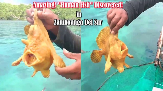 Amazing Human Fish Discovered! Color Gold Fish that Seems to have Feet & Hands Caught in Zamboanga