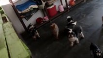 Cães são resgatados em residência na Bahia