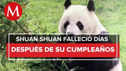 Murió Shuan Shuan, una panda de 35 años y la más longeva de México