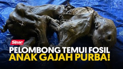 Pelombong temui fosil anak gajah purba!