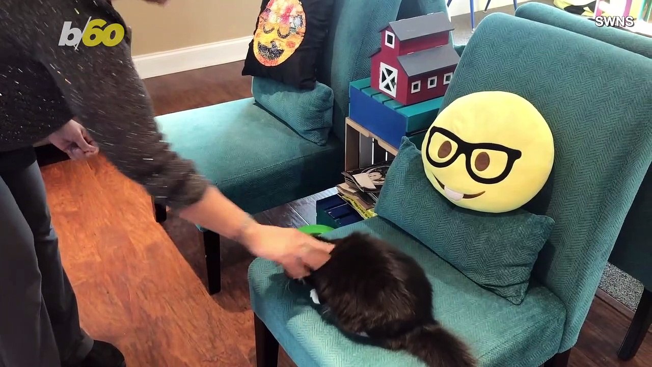 Cat Puts Children at Ease During Their Trip to...
