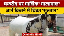 Bakrid  2022: बकरे ने मालिक को किया मालामाल, जानें कितने में बिका 'सुल्तान' | वनइंडिया हिंदी *News