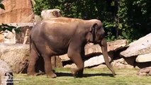 La mère éléphant n'arrive pas à réveiller son bébé qui dort profondément et demande de l'aide aux gardiens