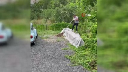 Sarıyer'de sokak ortasına vurulan köpek için mahalleli seferber oldu