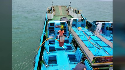 [인천] 인천시 옹진군 조피볼락 종자 47만 마리 방류 / YTN