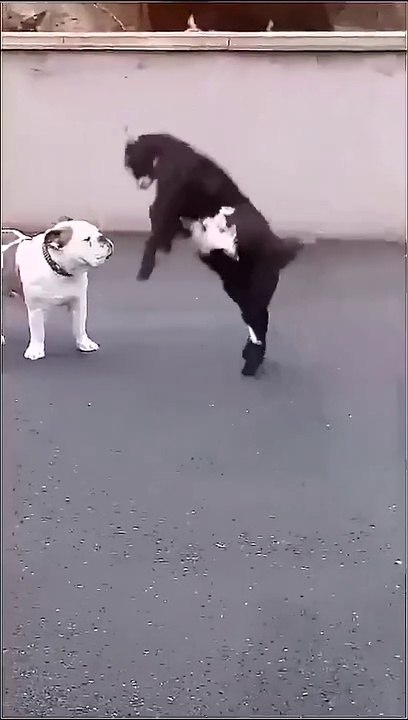 véritable amitié, chien et son ami