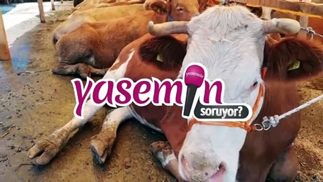 Kurbana narkoz verilerek kesmek uygun mudur? İlahiyatçı Yazar Adnan Şensoy açıklıyor