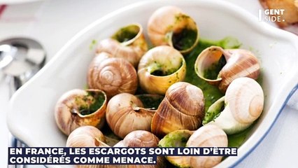 Envahie par des escargots géants, cette ville américaine mise en quarantaine