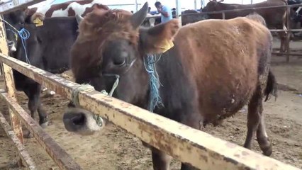 Aksaraylı Vatandaş, Yüksek Fiyatlar Nedeniyle Kurbanlık Alamamaktan Dert Yandı: "Ancak Tavuk ve Horoz Keseriz"