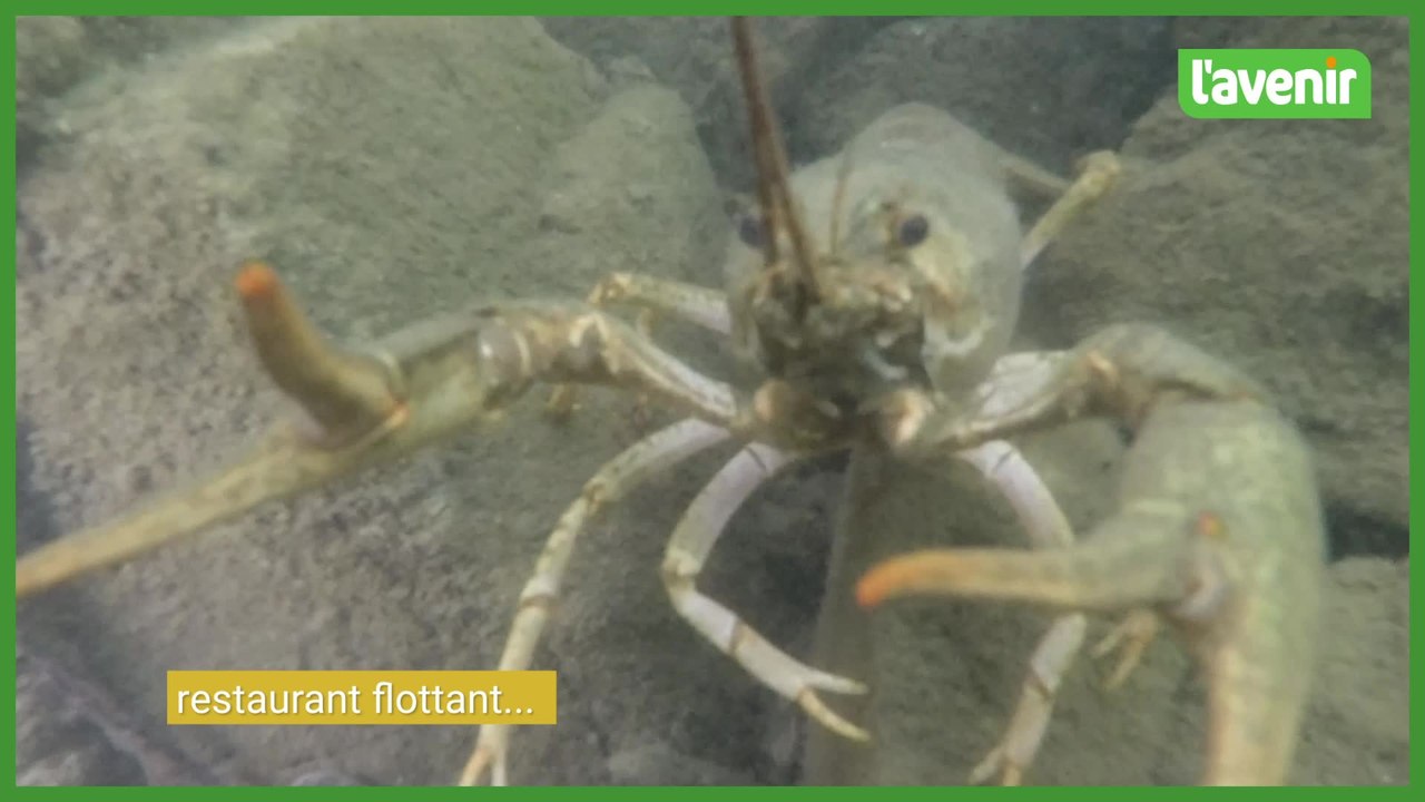 Le royaume des écrevisses turques dans la carrière des Trois fontaines