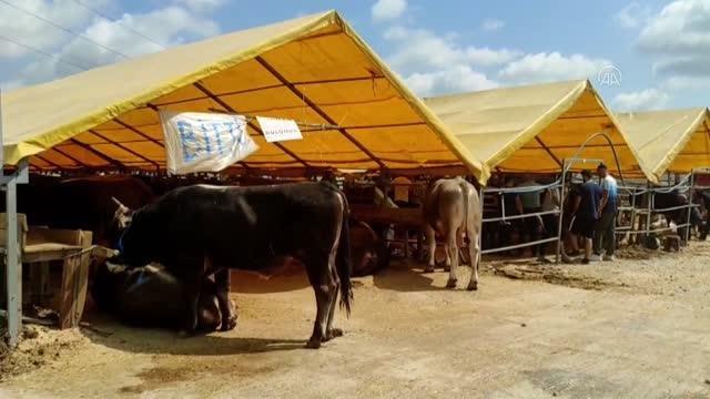 Kurban pazarlarında arife günü yoğunluğu (2)