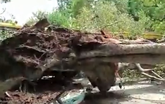 Chandigarh: Teen dies as a tree falls in Carmel Convent School | Panchnama
