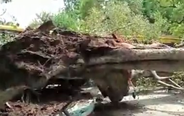 Chandigarh: Teen dies as a tree falls in Carmel Convent School | Panchnama