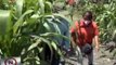 Carabobo | Comunidad La Huerta impulsa 20 patios productivos para Mi CLAP es Productivo