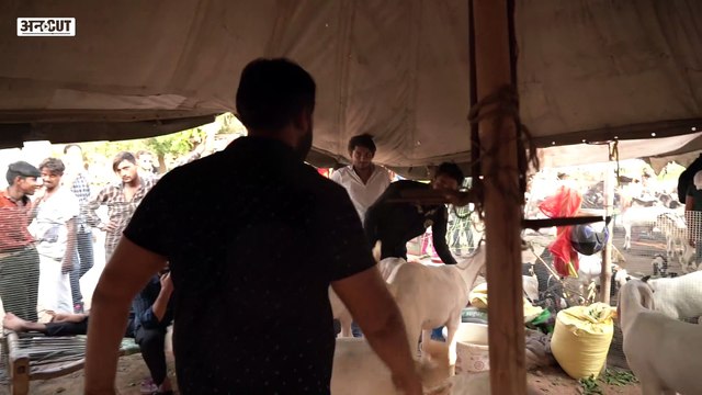 Eid-ul-Adha: कुर्बानी वाले बकरे क्यों होते हैं इतने महंगे? Meena Bazar | Bakra Eid | Jama Masjid