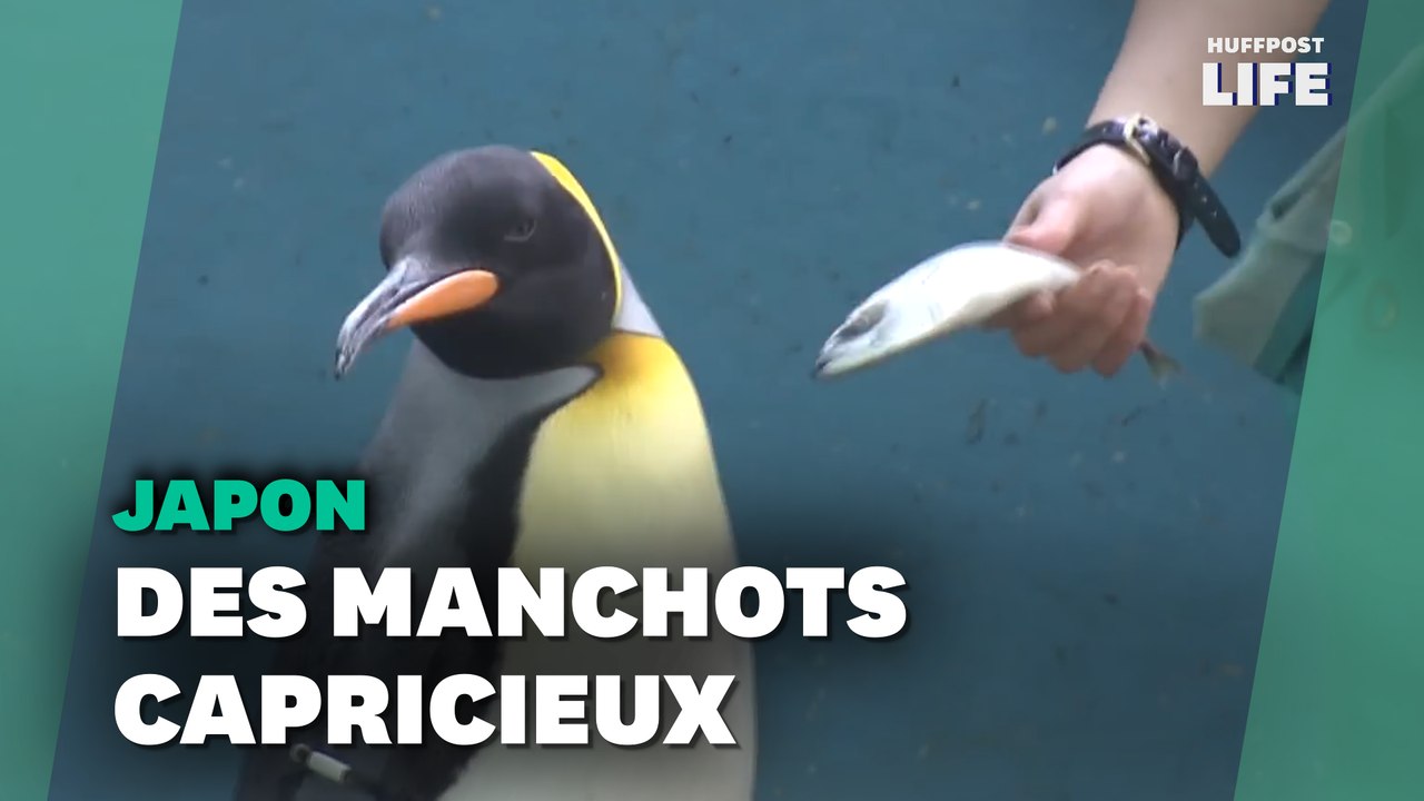Des manchots refusent qu'on baisse la qualité de leur poisson