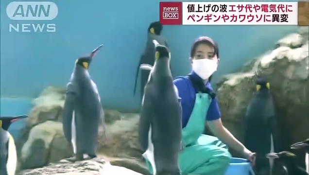 Cet aquarium japonais donne du poisson bon marché pour contrer l'inflation mais personne ne veut les manger