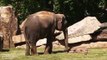 Cette maman éléphant n'arrive pas à réveiller son bébé qui dort profondément et demande de l'aide aux soigneurs du zoo