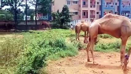 बकरीद पर कुर्बानी के लिए राजस्थान से लाए गए 18 ऊंटों को बचाया