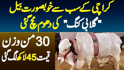 Karachi Ke Sab Se Khubsurat Bail Gulabi King Ki Dhoom Mach Gae