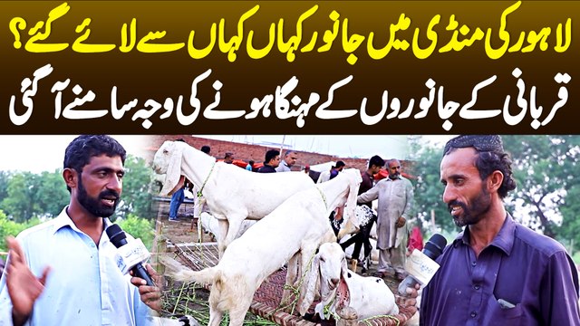 Lahore Ki Mandi Me Janwar Kaha Se Laye Gaye Hai? Qurbani Ke Janwar Mehnga Hone Ki Waja Samne Aa Gayi