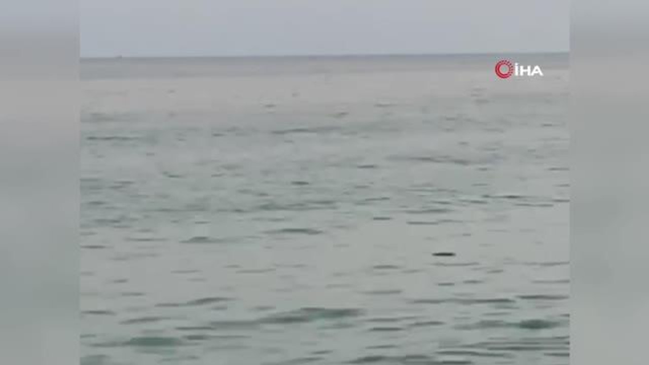 Yine bir 'Ferdinand' vakası...Kurbanlık keçi denize atladı, yüzerek kaçmaya çalıştı