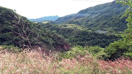 Ixtapa dedicada a la ganadería y después al frijol | CPS Noticias Puerto Vallarta