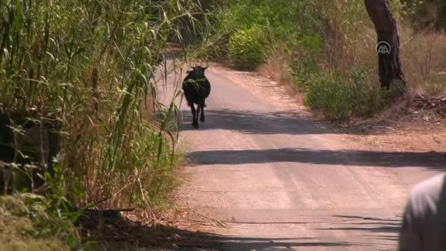 Kurban yakalama timi kaçan kurbanlık danayı yakaladı