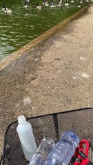 Dog Gets Instant Karma for Chasing Geese