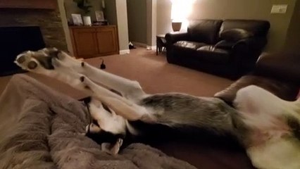 Sleeping Dog Sticks Legs Straight Out