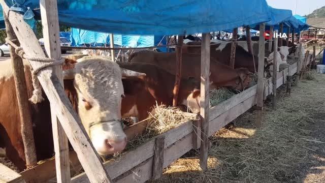 Karabük'te Arife Günü kurbanlık satışları arttı