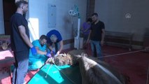 Hayvan hastanesinde çenesi kırılan deve ameliyat edildi