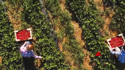 Filiere agroalimentari, innovazione chiave per essere competitivi