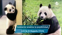 Otro panda podría llegar al Zoológico de Chapultepec, tras la muerte de Shuan Shuan