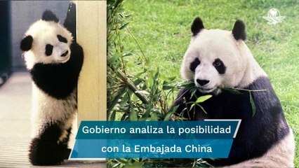 Otro panda podría llegar al Zoológico de Chapultepec, tras la muerte de Shuan Shuan