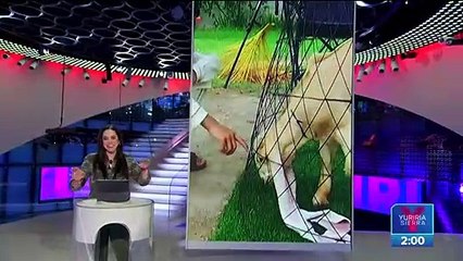 "Simba", el cabrito con orejas largas y orgullo de Pakistán