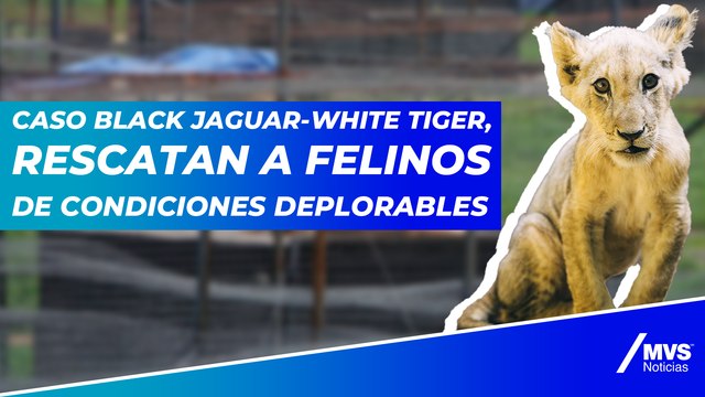 Caso Black Jaguar-White Tiger, rescatan a felinos de condiciones deplorables