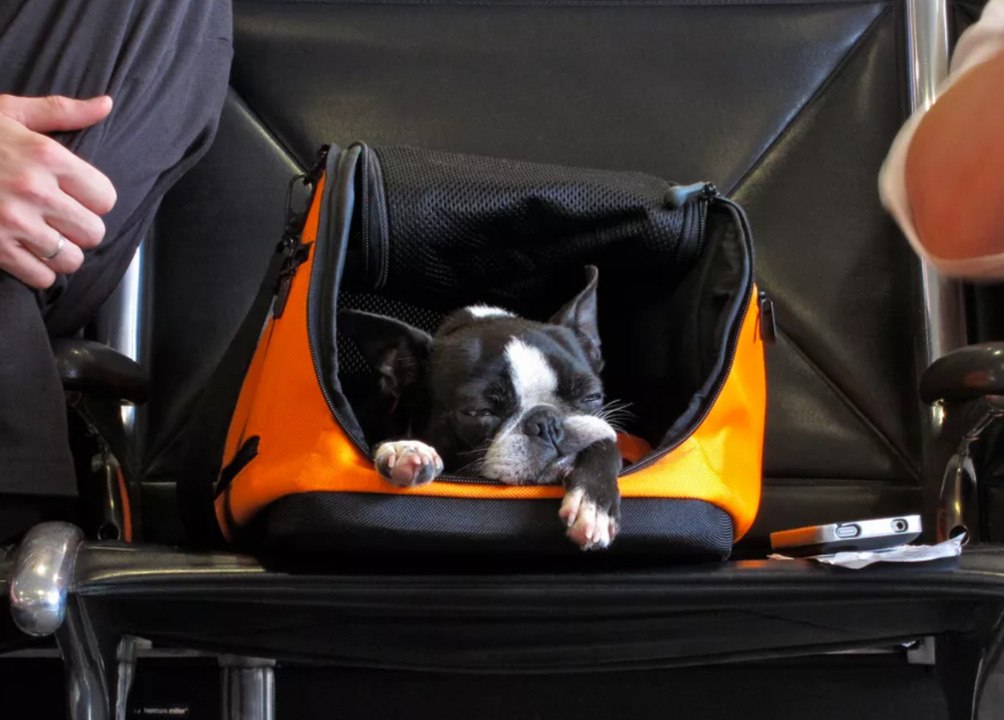 This Airline Is Temporarily Banning Pets in Cargo to Alleviate Flight Delays, Baggage Issues