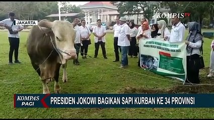 Presiden Jokowi Akan Menyalurkan Sapi Kurban ke-34 Provinsi di Indonesia