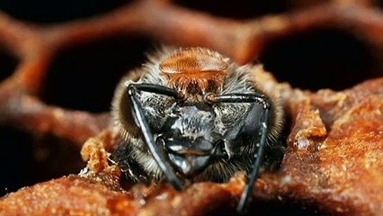 Agriculture industry calls for rules to make importers share the cost of pest infestations