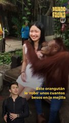 Este #orangután resultó todo un galán